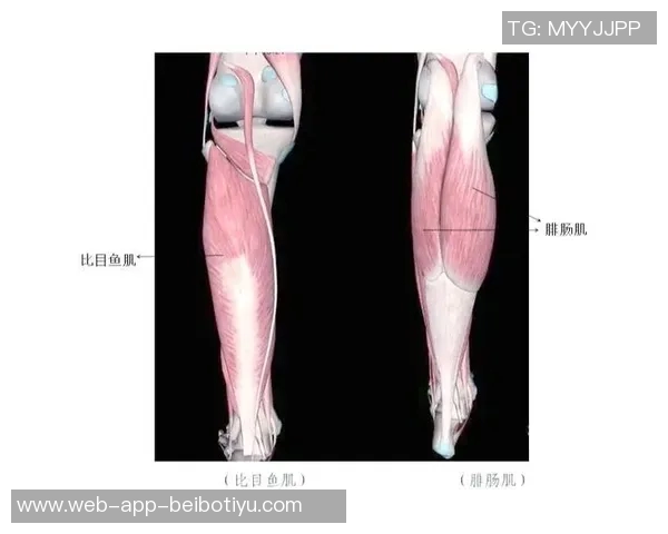 阿拉巴因右小腿比目鱼肌超负荷伤情将缺席比赛7到10天 阿拉巴因右小腿比目鱼肌超负荷伤情将缺席比赛7到10天